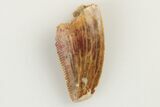Serrated, Raptor Tooth - Feeding Worn Tip #193053-1